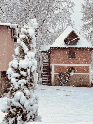 a snow covered tree in front of a house at River House in Belgrade