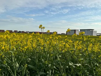 a field of yellow flowers with buildings in the background at Deluxe Belgrade Airport Single Room in Surčin