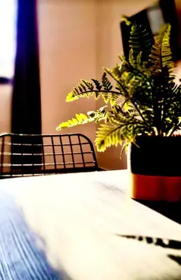 a plant in a pot sitting on a table at Amar 2 in Belgrade