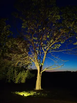 a tree in the middle of a field at night at ART HOUSE Kosmaj 2 in Sopot