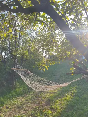 a hammock hanging from a tree in a field at Pure nature lovely view house in Zaklopača