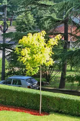 a small yellow tree in front of a car at Apartmani15 in Arandjelovac