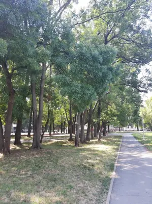 a row of trees in a park next to a sidewalk at BLUE DANUBE in Belgrade